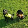 Lite Dog Vest XL Size Coverage to Mid Back. Reflective Hi Visibility Fluorescent Yellow Fabric Helps to Keep Them in Sight and Safe On and Off Leash.