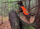 Orange Reflective Dog Vest M Size Hi Visibility Fluorescent Blaze Orange Dog Vest Helps Protect Your PUP from Motorists & Hunting Accidents On or Off